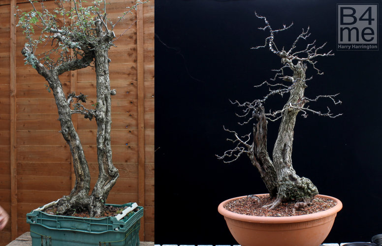 hawthorn bonsai